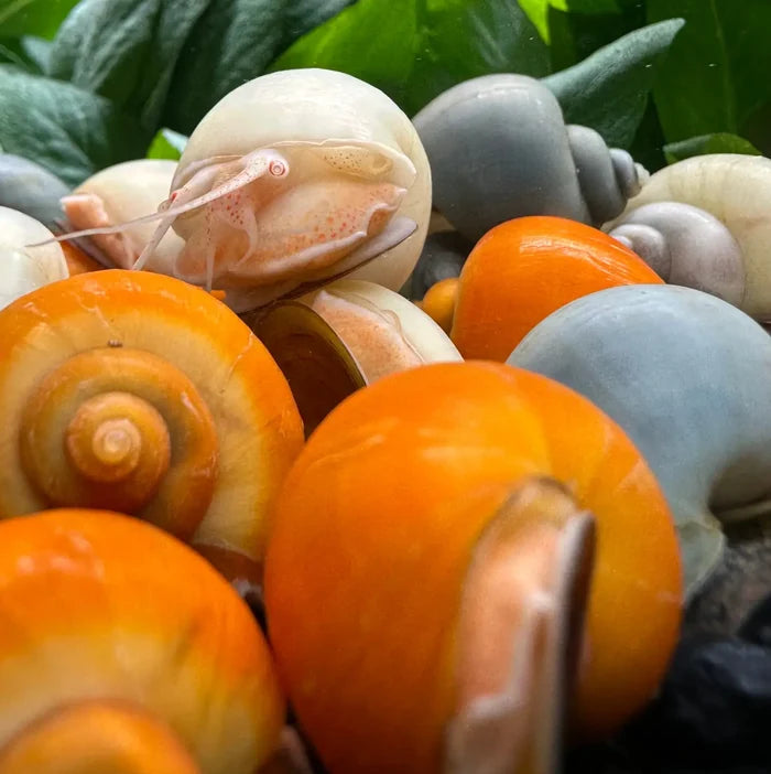 Translucent ivory mystery snail with pinkish-orange markings on orange shells