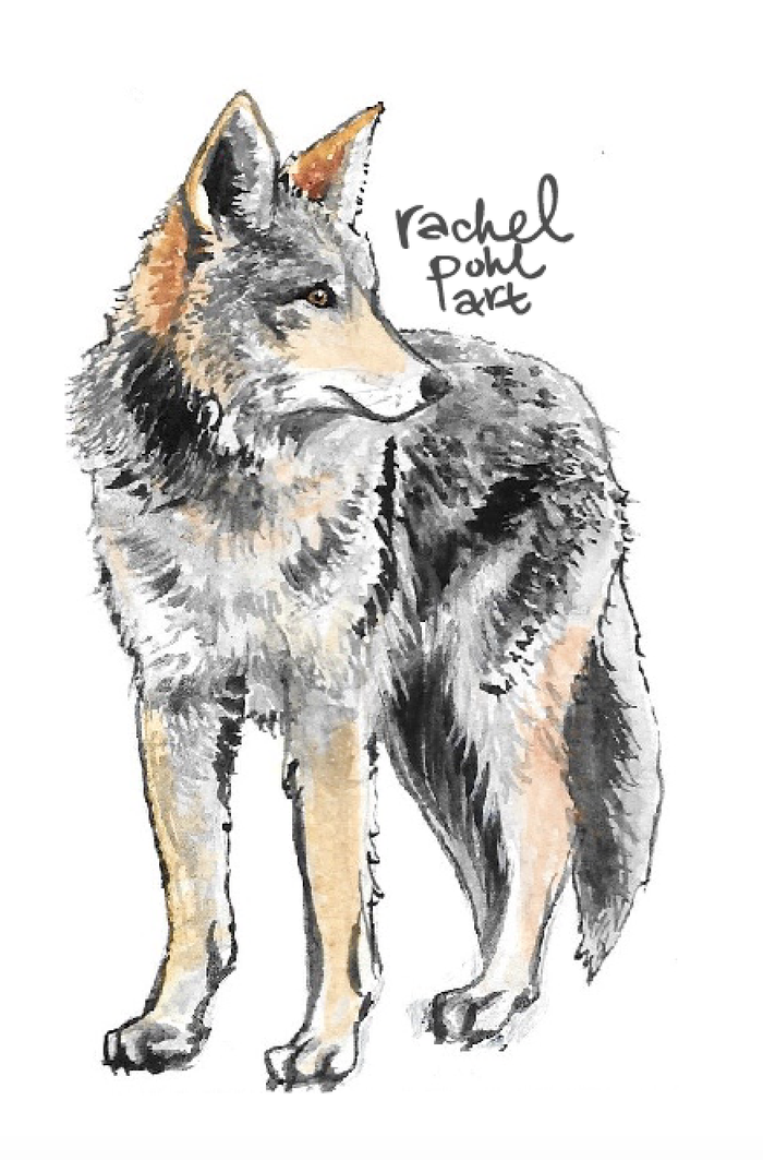 Coyote.png
