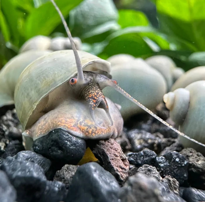 Close-up of blue mystery snail on dark gravel in aquarium