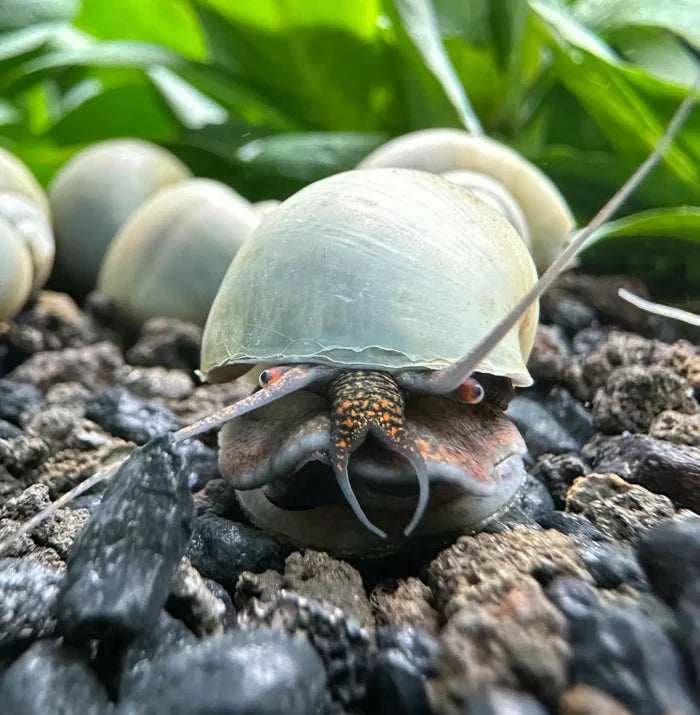 Close-up of pale green glossy mystery snail emerging from shell