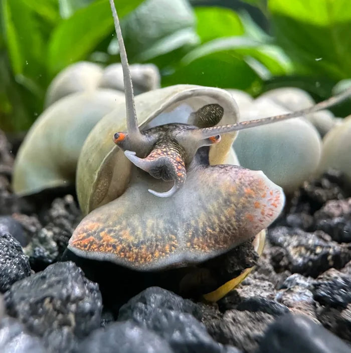 10 Blue Mystery Snails with translucent pale green shells