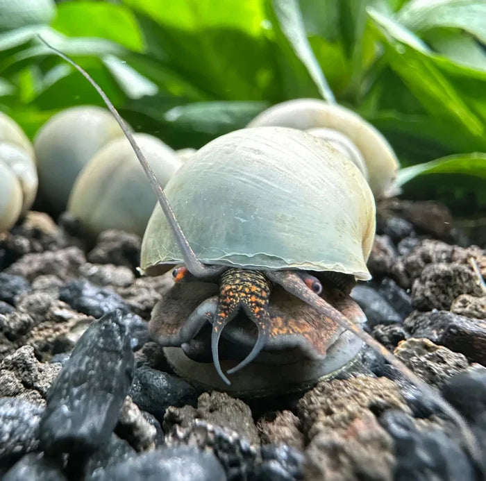 Blue Mystery Snails (Pomacea bridgesii) — live freshwater snails with pale green shells