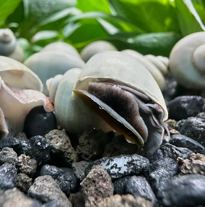 Pale translucent shell of blue mystery snail Pomacea bridgesii