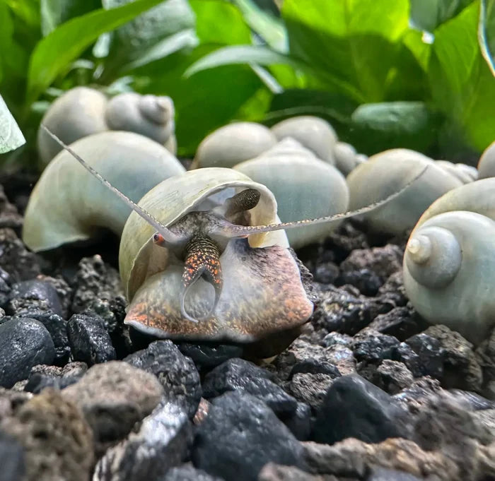 Small speckled blue mystery snail emerging from translucent shell on dark gravel