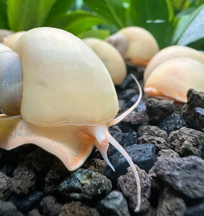 Cream-colored ivory mystery snail with smooth rounded shell on dark gravel