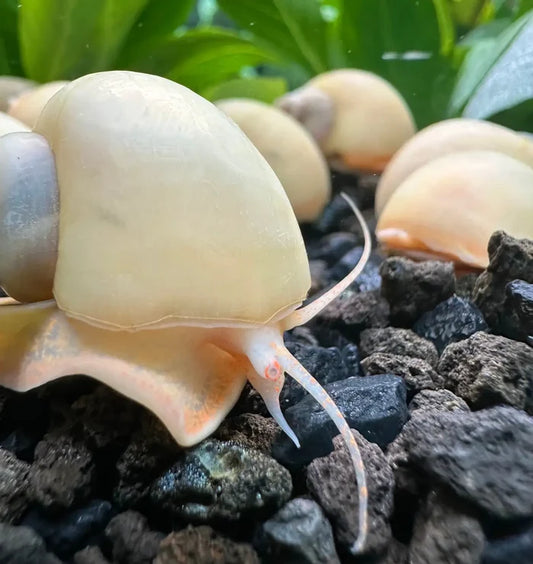 Cream-colored ivory mystery snail with smooth rounded shell on dark gravel