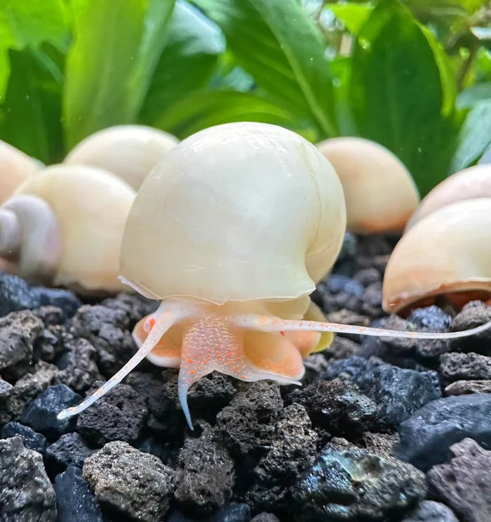 Translucent ivory mystery snail with orange foot on gravel among plants