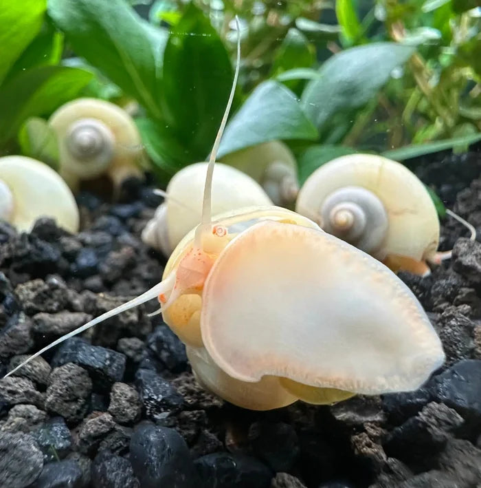 Translucent peach ivory mystery snail on gravel with aquatic plants