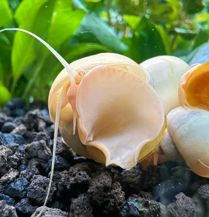 10 ivory mystery snails on dark gravel with green plants