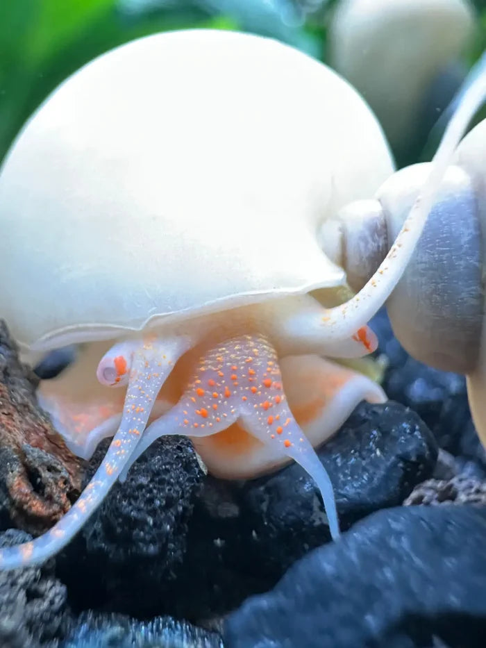 Delicate white ivory mystery snail with orange-tipped tentacles on dark rocks